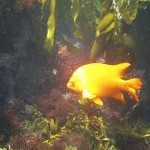 Garibaldi in the California Channel Islands