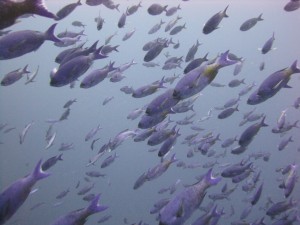 Life of a scuba instructor: School of fish in Roatan, HN while teaching a scuba class