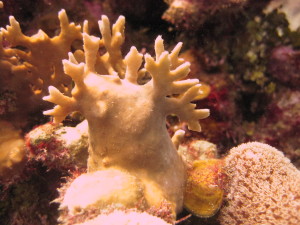 coral reef diver opportunities