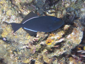 Black Durgon  A fish you might encounter in tropical waters during your AWARE FishID training