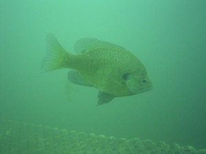 You're not limited to the ocean as an Underwater Naturalist.  Freshwater diving has many unique opportunities to observe aquatic life.