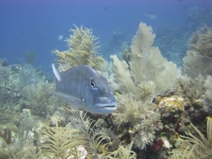 PADI Underwater Naturalist teaches you how to classify invertebrates, vertebrates and plants in the aquatic world.