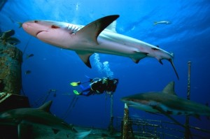 Sharks are apex predators.   They keep the oceans healthy by removing sick aquatic animals and keeping fish populations under control.  Shark Conservation is essential for ocean sustainability.