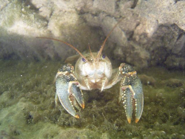 Crawdad clinging to an algae coated surface, taken during a PADI Digital Underwater Photo dive--a great specialty for your Master Scuba Diver Trainer specialties