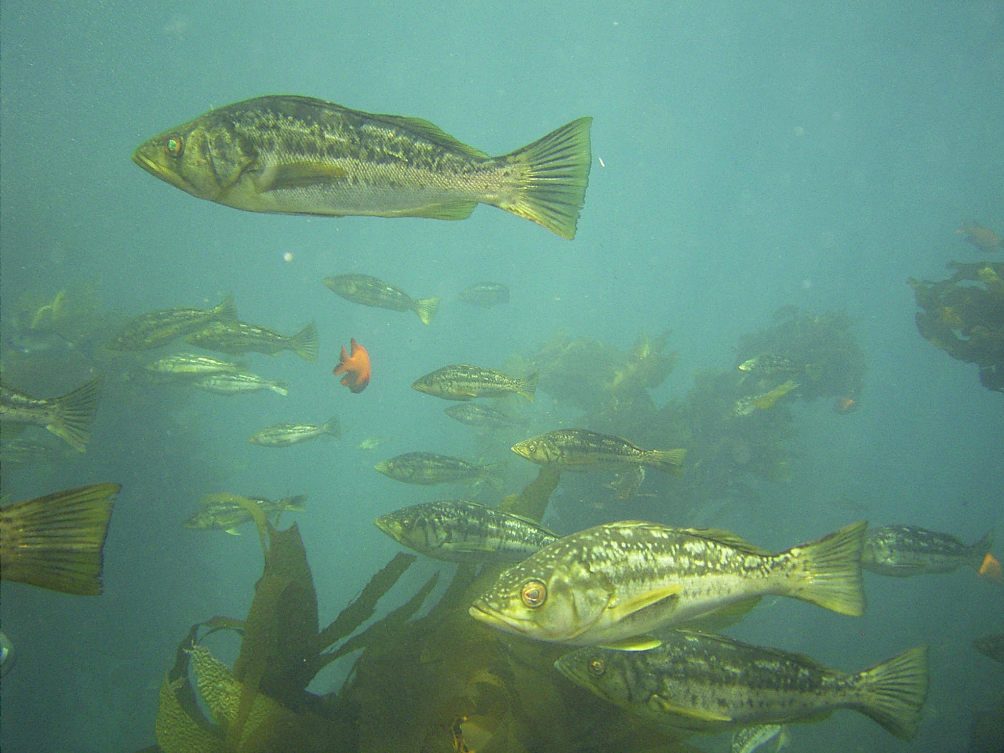Fish seen at Catalina Island whilst working as a scuba instructor