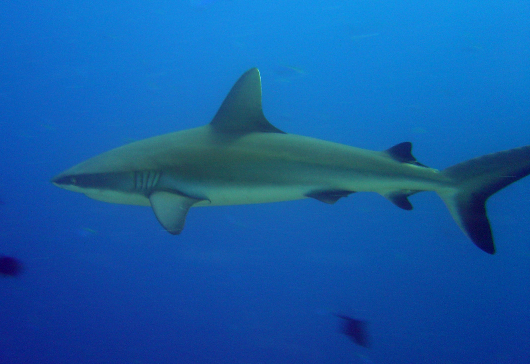 shark swimming in open water